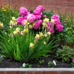 FLOWER BEDS WITH COLOR