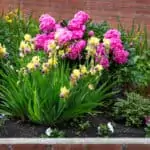 FLOWER BEDS WITH COLOR