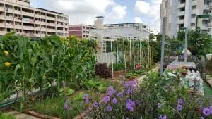 Urban Rooftop Garden